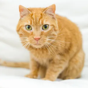 Team Mascot- Nugget